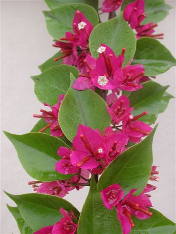 Bougainvillea Glabra